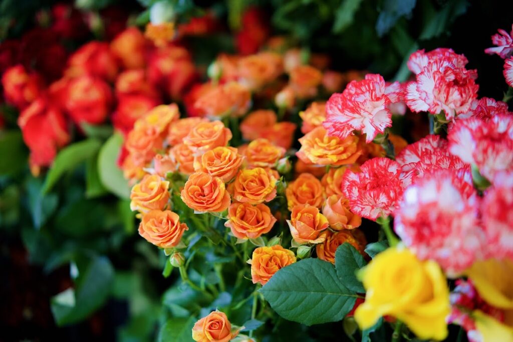 Roses