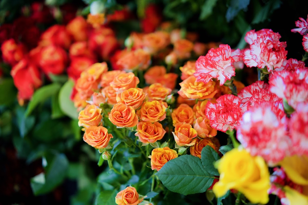 Roses