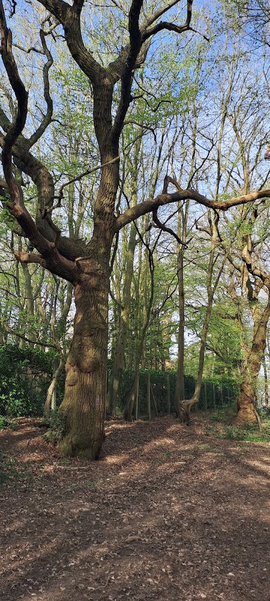 Birchanger Wood Trust