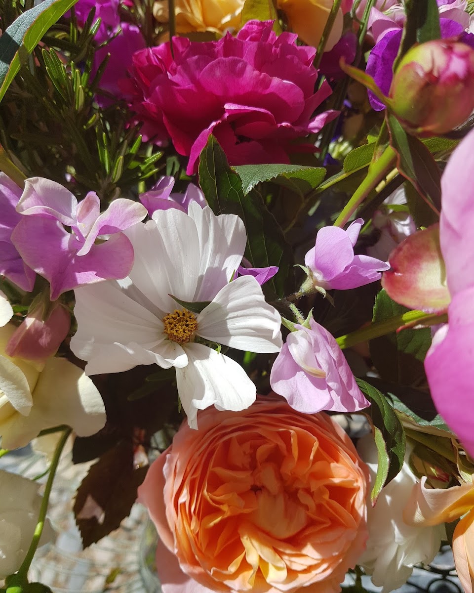 Cornwall Country Flowers