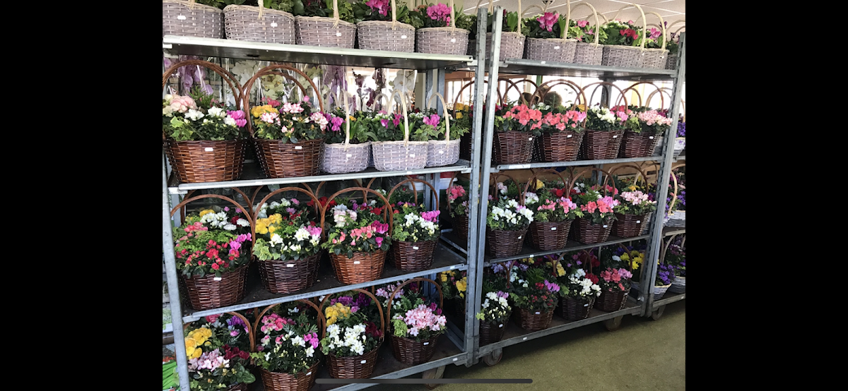 Flowers by Samantha Jane