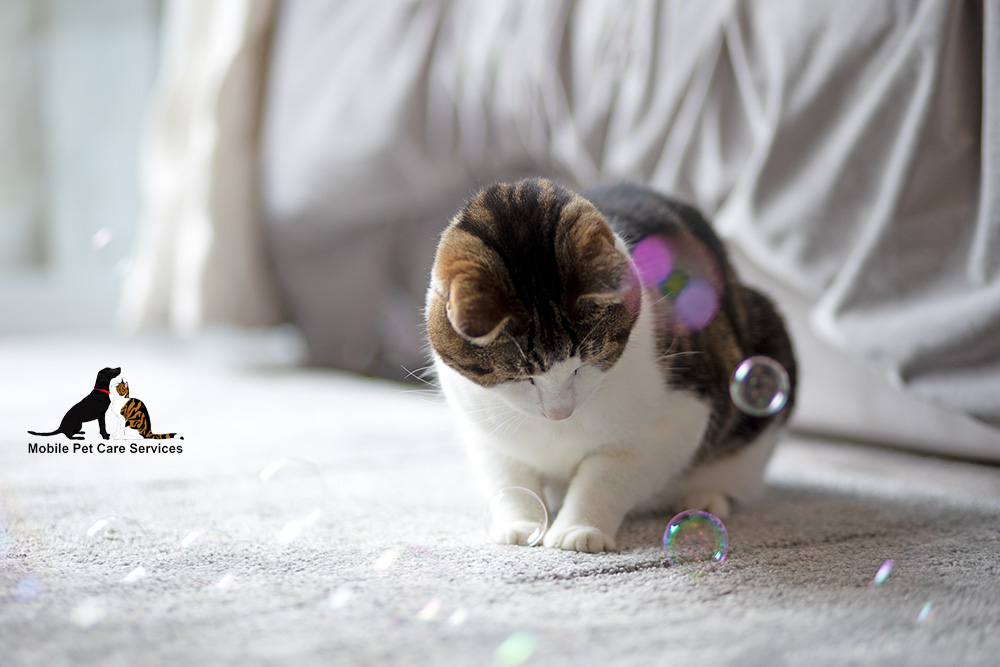 Mobile Pet Care Services