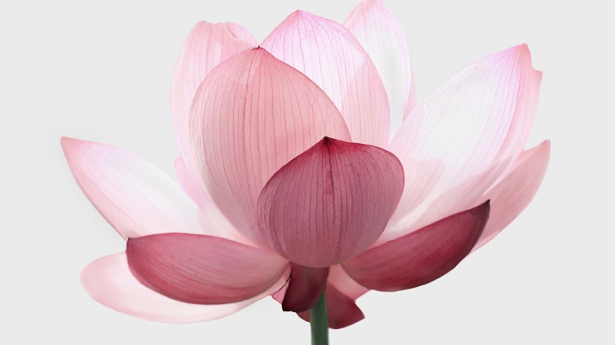 NMF Clinic: Reflexology in Kent and Canterbury
