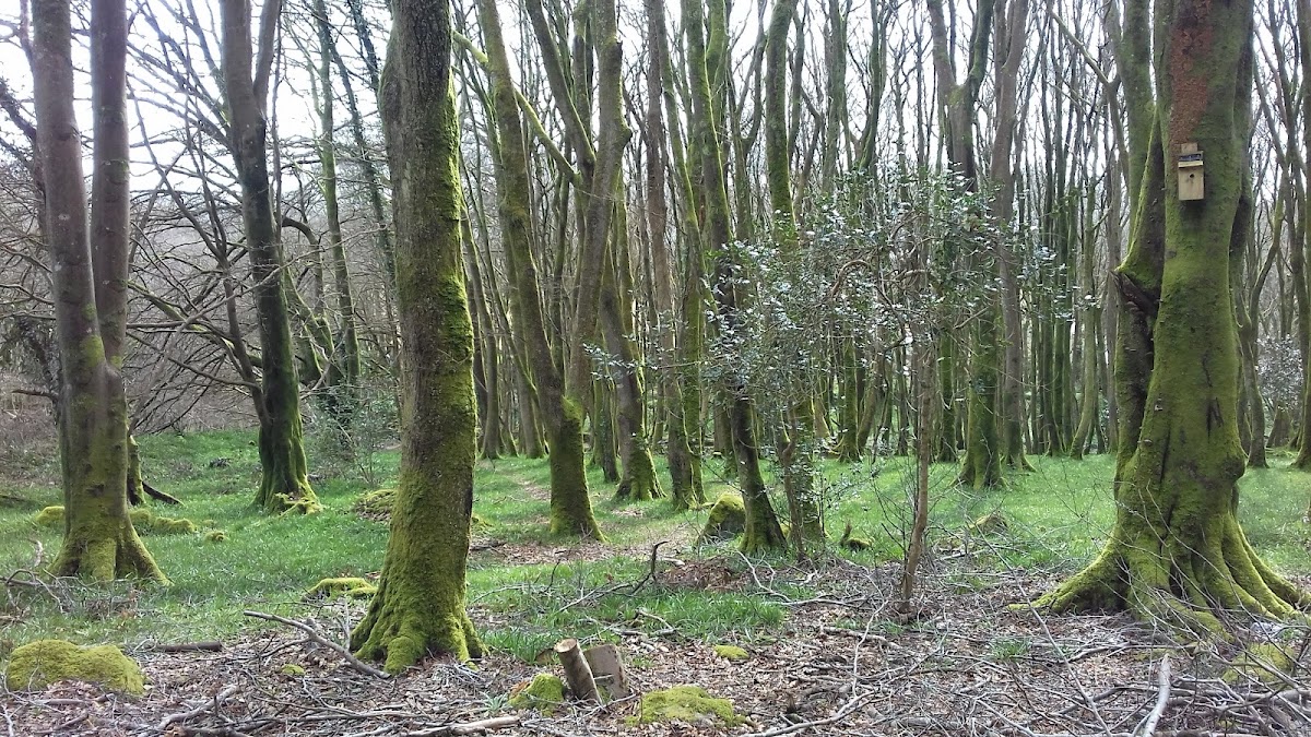 Trewithen