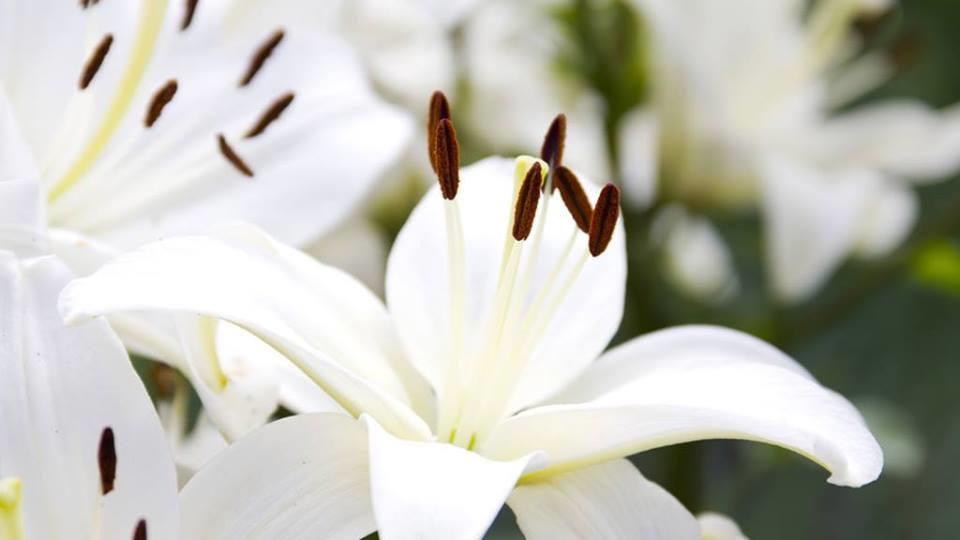 Darren Macdonald Funeral Directors Ltd