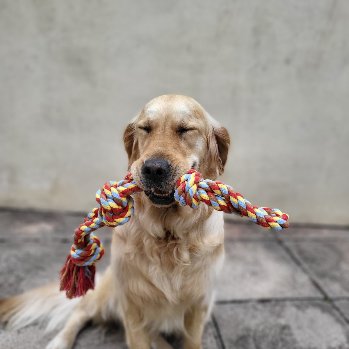 Dartmouth Canine Care