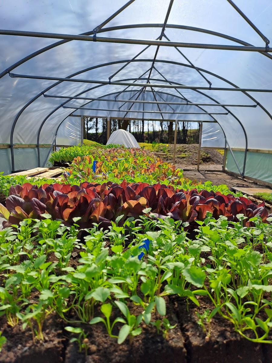 Growing Well at Tebay Services