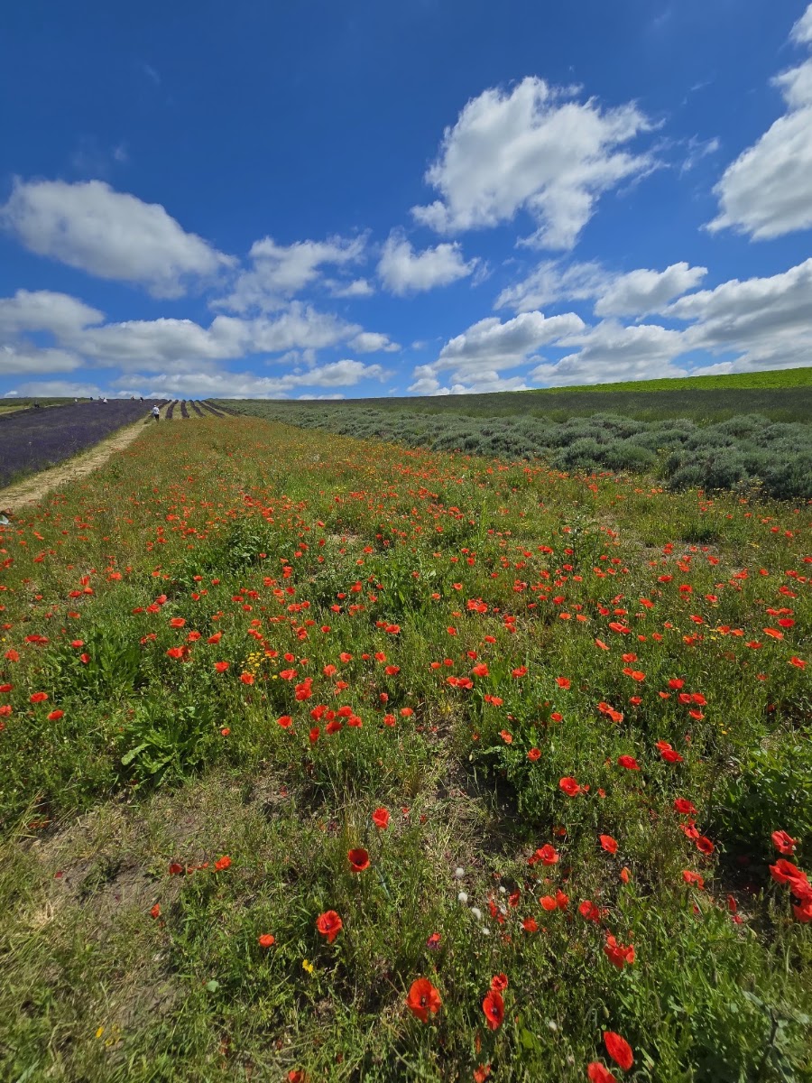 No.1 Lavender Fields – Leonard Cheshire