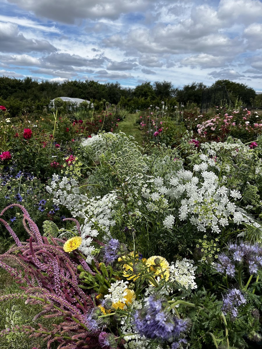 The Flowered Garden