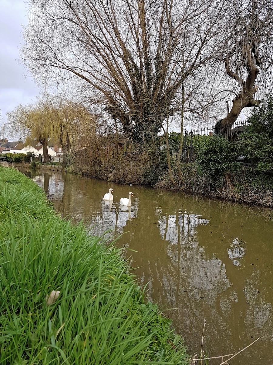 The Mallards