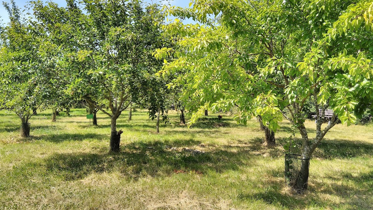 The Orchard Burial Ground