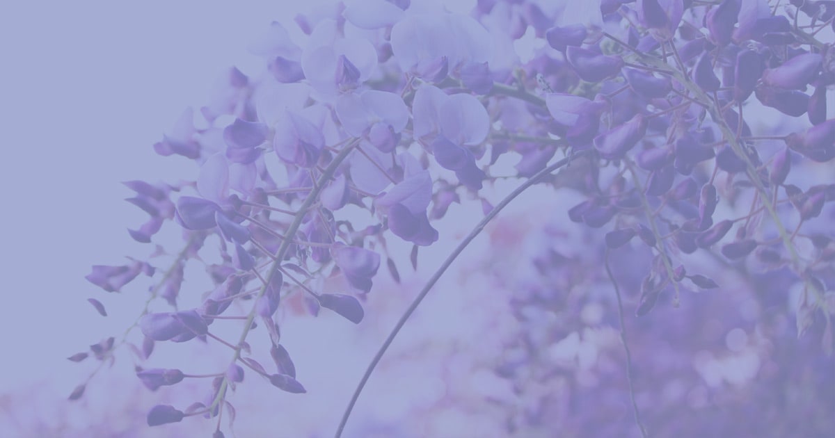 Wisteria House Care Home